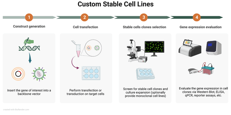 Custom Stable Cell Lines Accegen