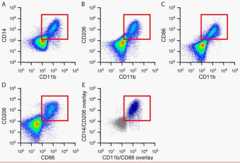 co-expression of both M1 and M2 macrophage markers