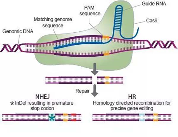 CRISPR-Cas9 Gene Editing