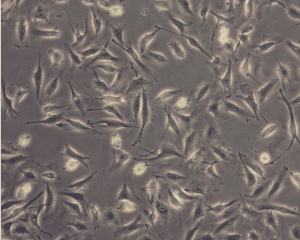 Murine endothelial cells