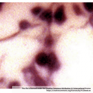 BALB/c Mouse Bone Marrow Mesenchymal Stem Cells