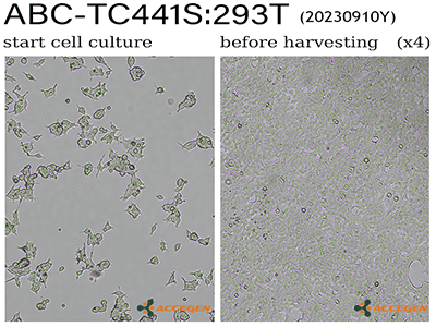 AcceGen Frozen Cells & Cell Lines