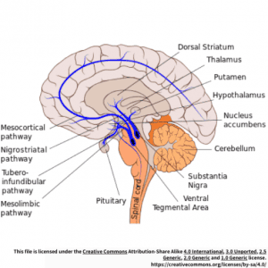 Human Dopaminergic Neuron Cells