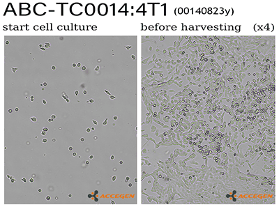 AcceGen Frozen Cells & Cell Lines