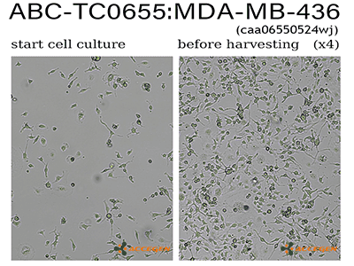 MDA-MB-436