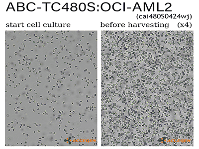 OCI-AML2