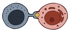 Mouse NK Cells