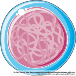 Human Mobilized Peripheral Blood CD34+ Progenitor Cell