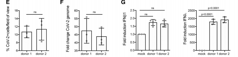 The number of SARS-CoV-2-positive cells and the copy number of SARS-CoV-2 genome