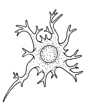 Human Dendritic Cells