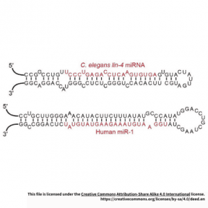 MIRacle™ hsa-miR-206 miRNA Agomir/Antagomir