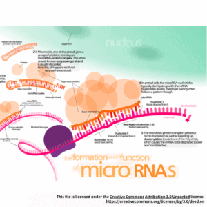 MIRacle™ hsa-miR-429 miRNA Agomir/Antagomir