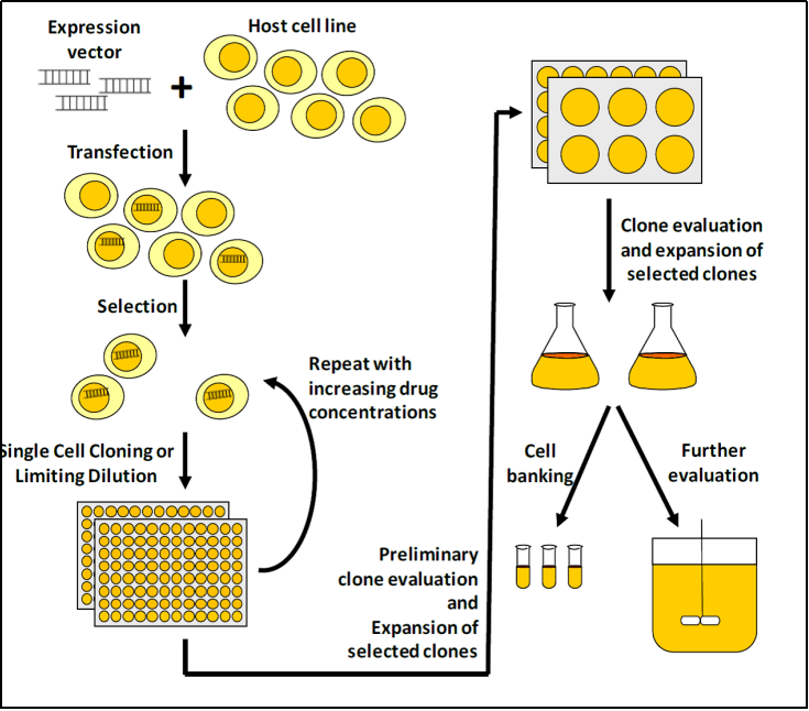 The process of GOI overexpression