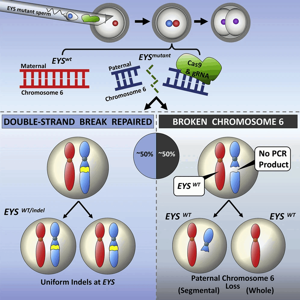 Visual summary of oocyte results