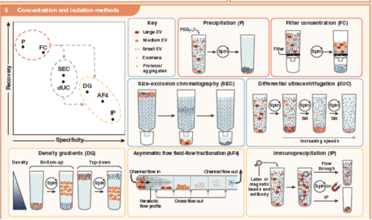 Concentration and isolation methods of EVs