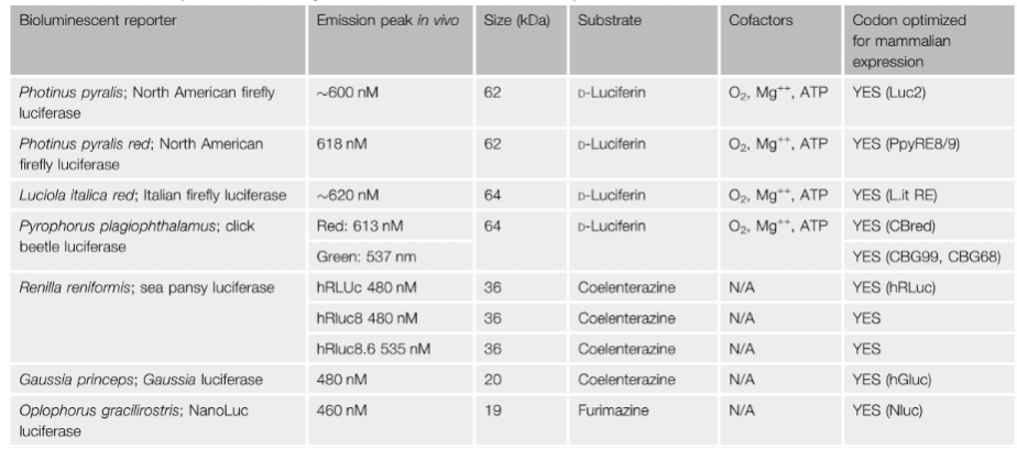 Luciferase reporters commonly used for bioluminescence imaging and their specifications