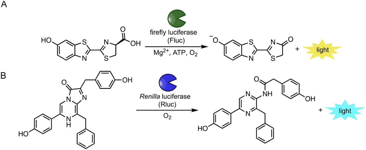 Popular bioluminescent enzymes and substrates