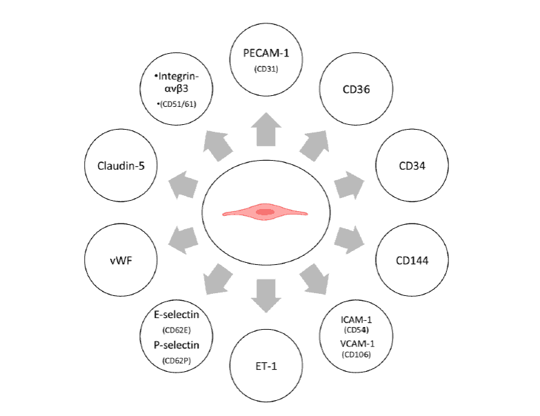 Protein markers in HUVEC