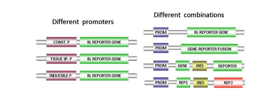 Reporter gene constructs