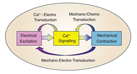 Ca2+transport in cardiac