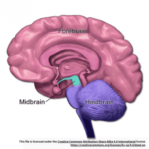 Human Neural Hindbrain Stem Cell