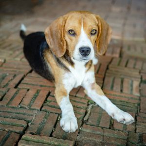 Beagle Canine Peripheral Blood Mononuclear Cells