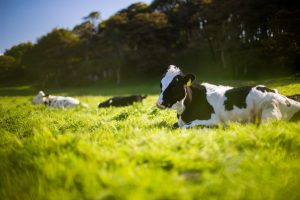 Bovine Muscle Satellite Cells