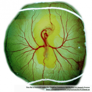 Chicken Embryo Intestinal Epithelial Cells