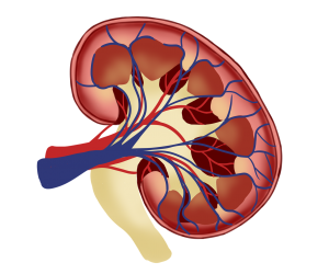 Human Renal Epithelial Cells