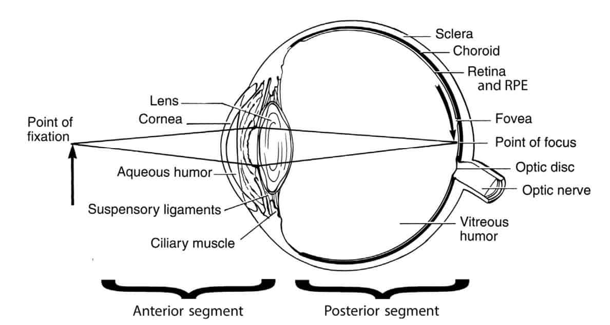 Eye Structure