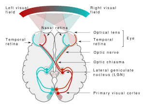 Visual System