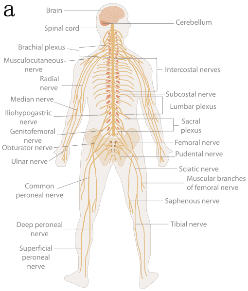 Structure of a typical neuron