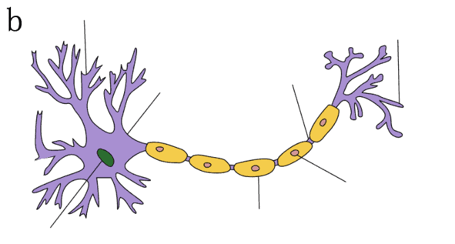 Human nervous system