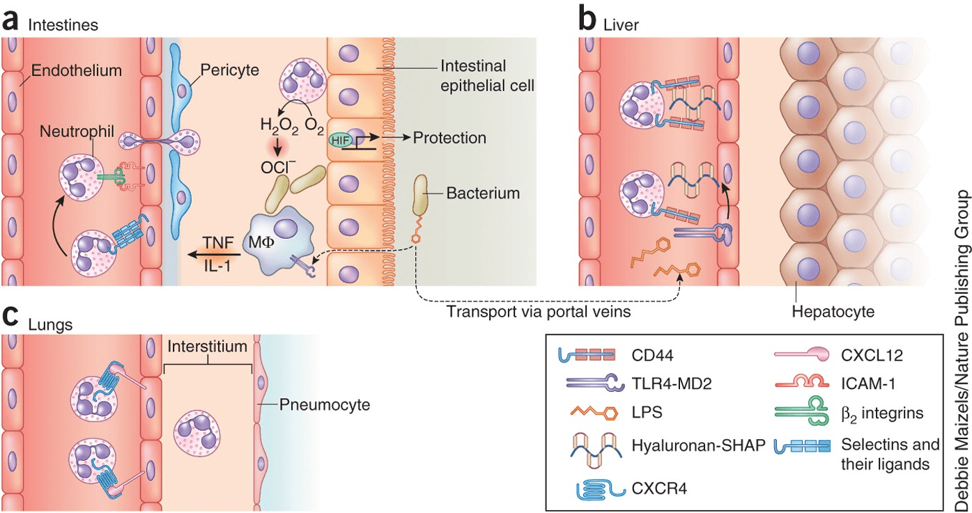 Tissue-specific recruitment of neutrophils