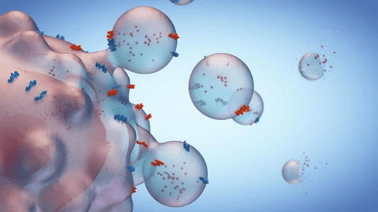 Characteristics and Applications of Human PB Neutrophils