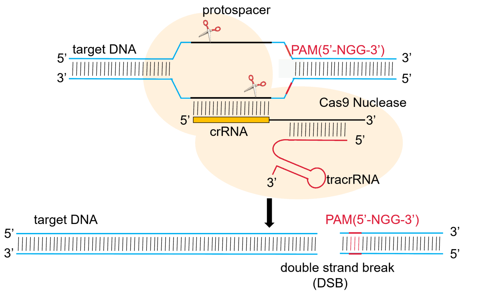 Characteristics And Applications Of Crisprcas9 Accegen 5176