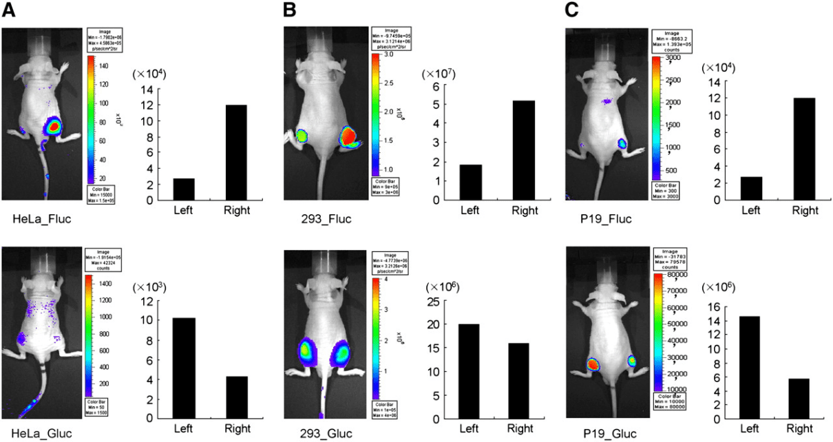 Do You Know About Luciferase Reporter Cell Lines?