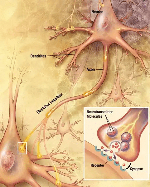 Brain Cancer and Application of Brain Cancer Cell Lines