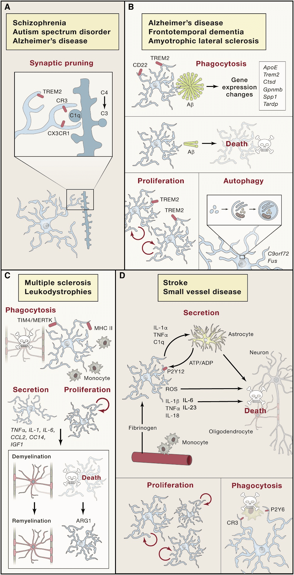 Central Nervous System Diseases and BV-2 Cell Lines