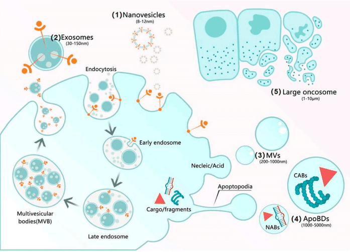 Recent Advances in the Application of Mesenchymal Stem Cells