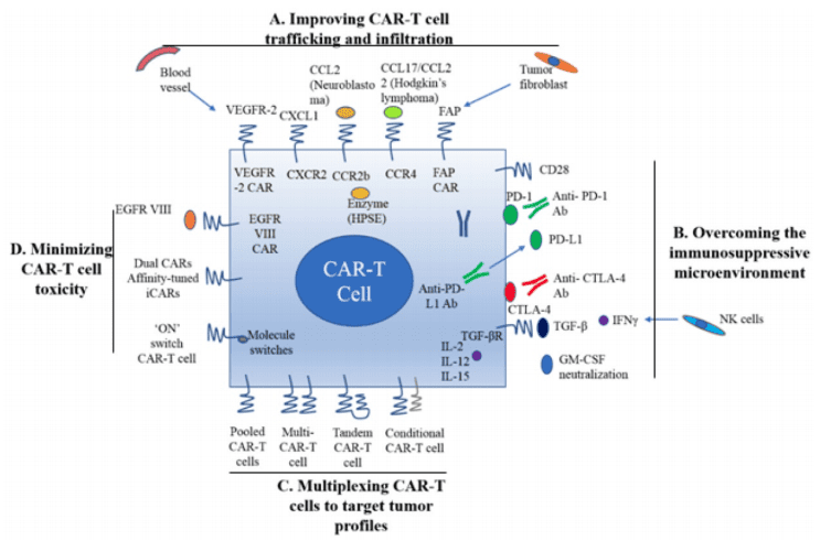 Improved CAR-T Cells May Eradicate Fatal Solid Tumors