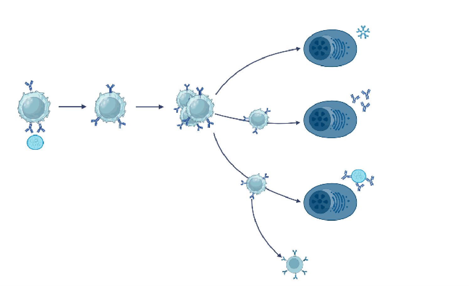 Antibody Development