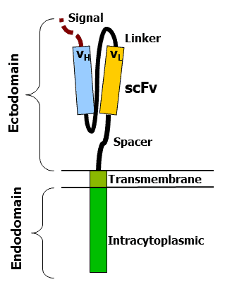 CAR Molecule Design