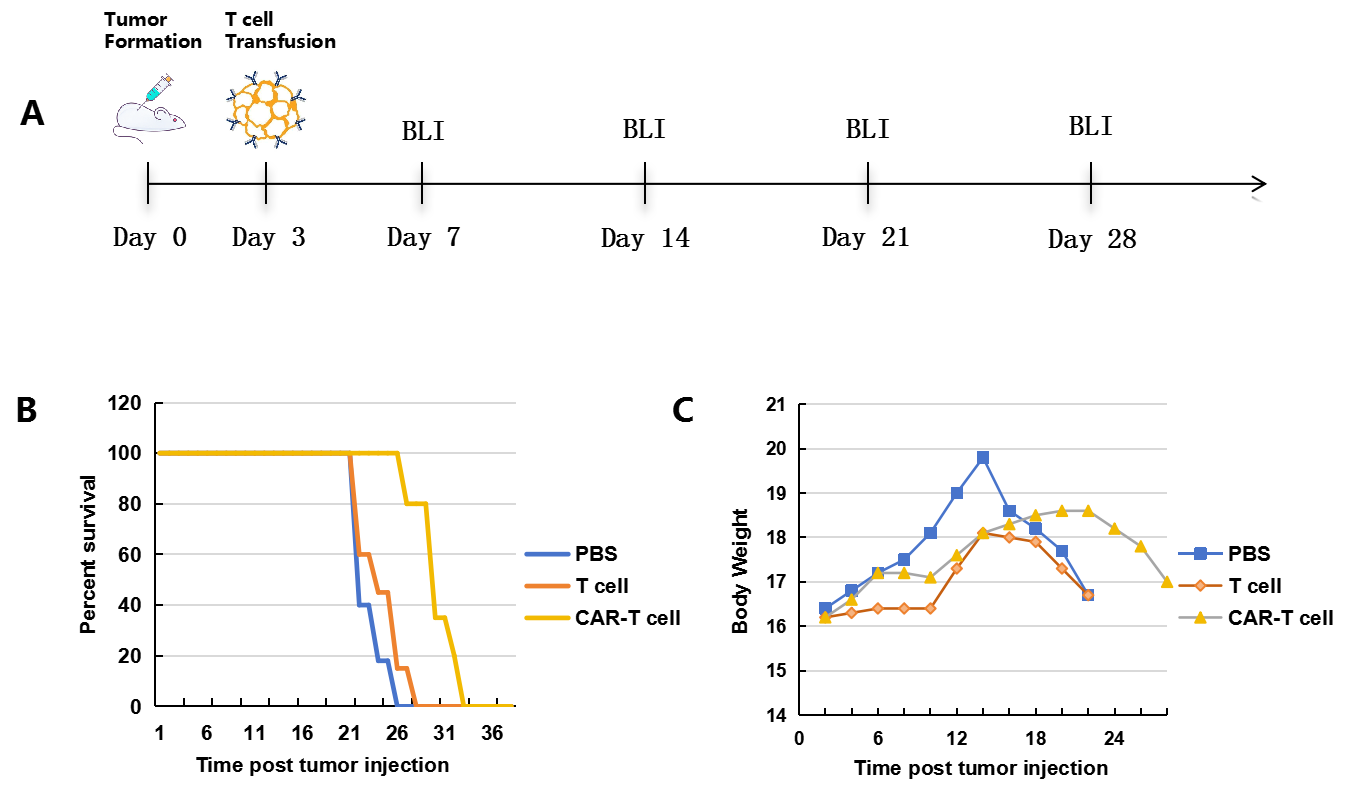 Efficacy & Safety Assessment