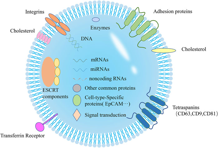 Stem Cell-derived Exosomes – AcceGen