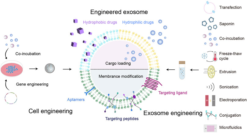 Stem Cell-derived Exosomes