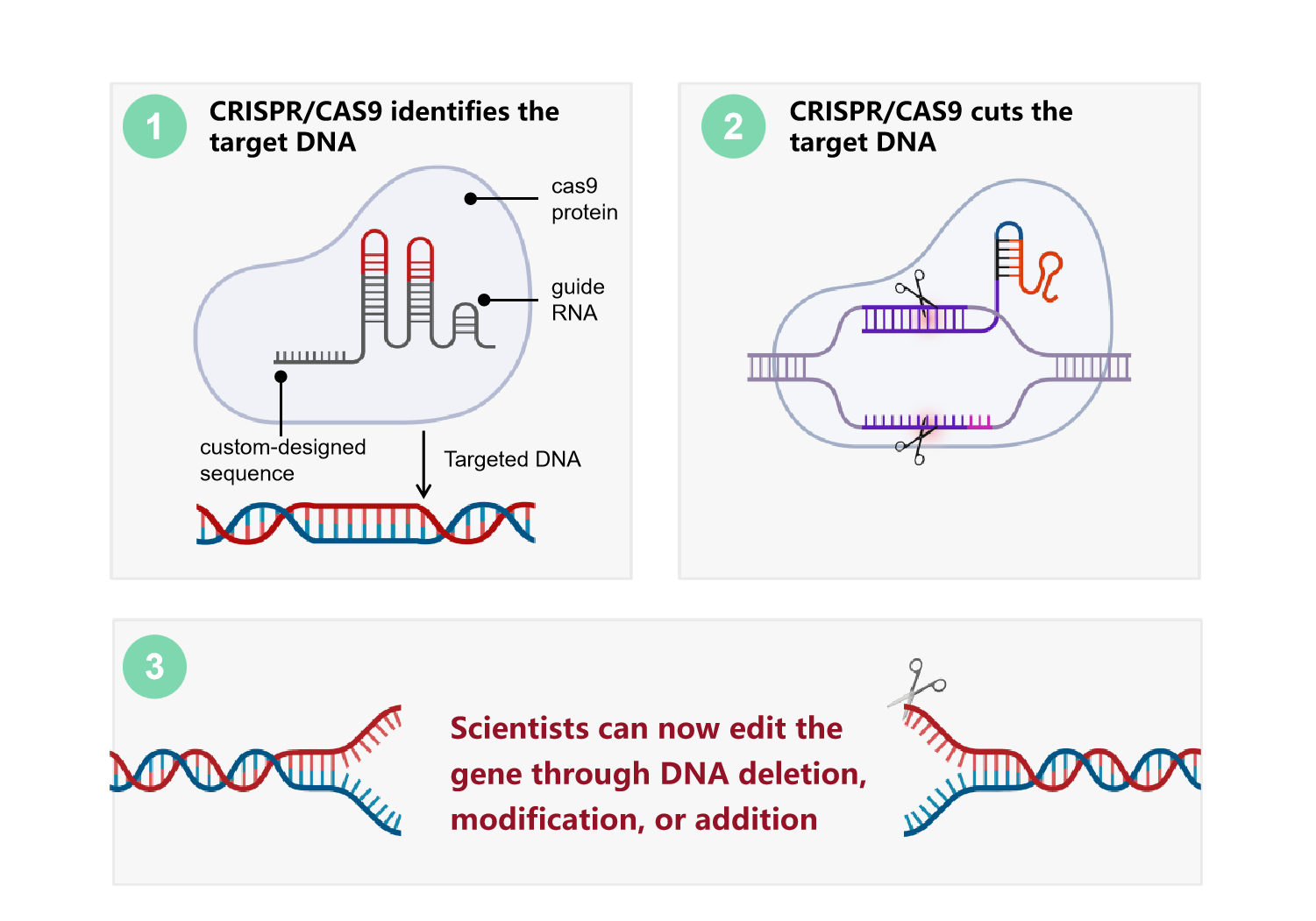 Genome Editing