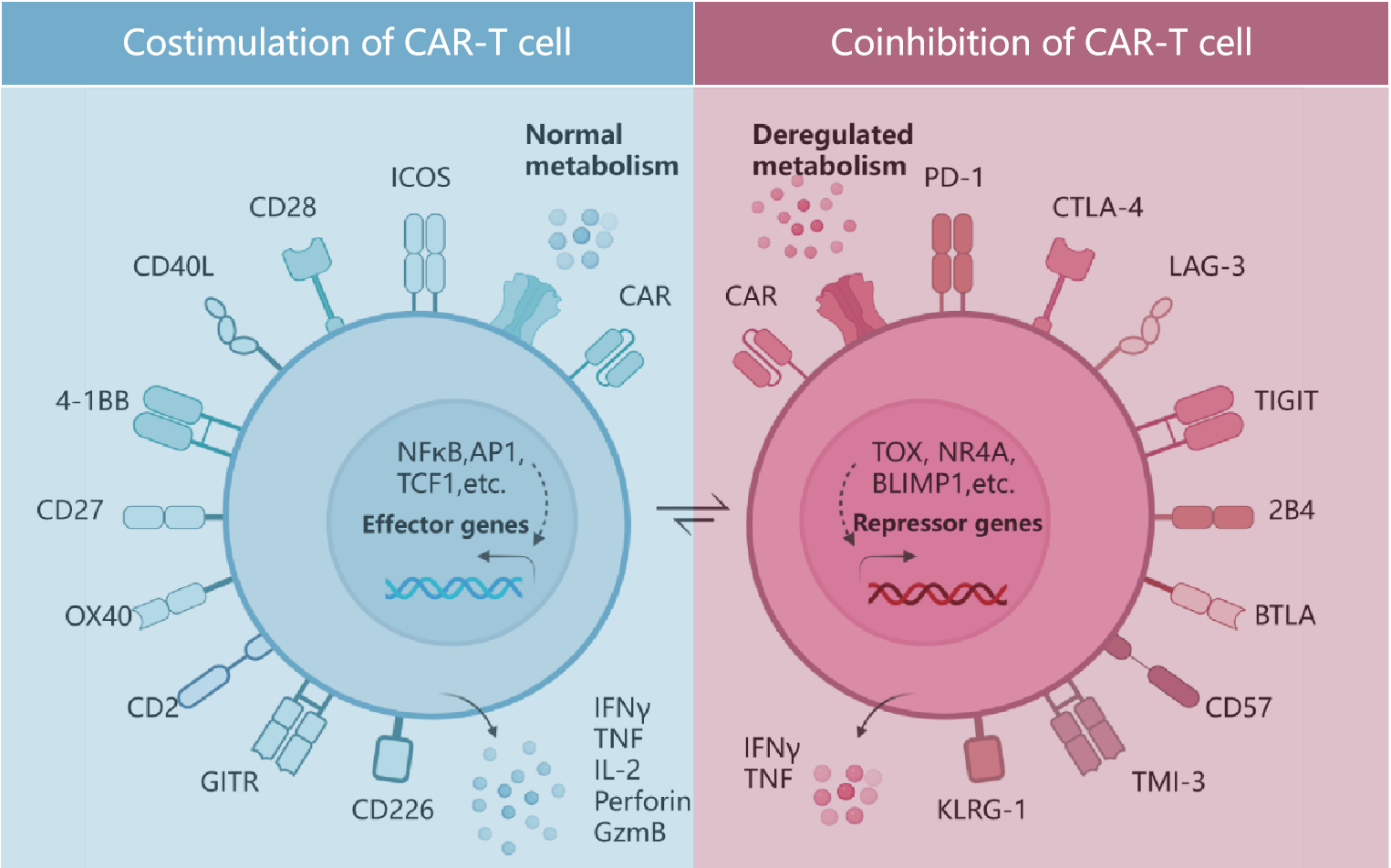 Immune Cell Phenotype Testing