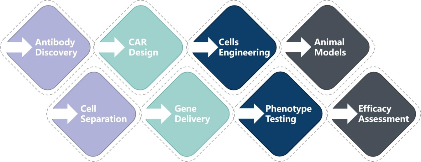 Immune Cell Therapy Solution