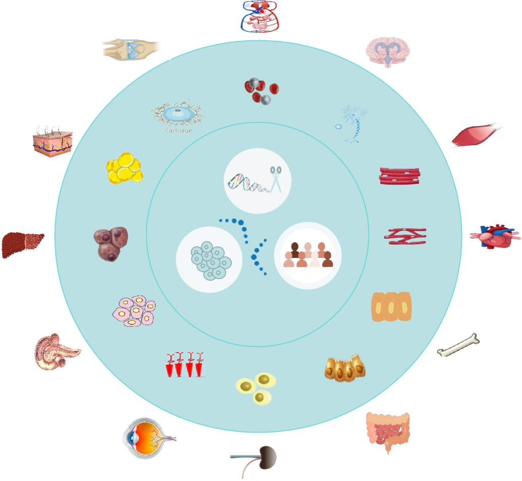 Stem Cell Differentiation Service